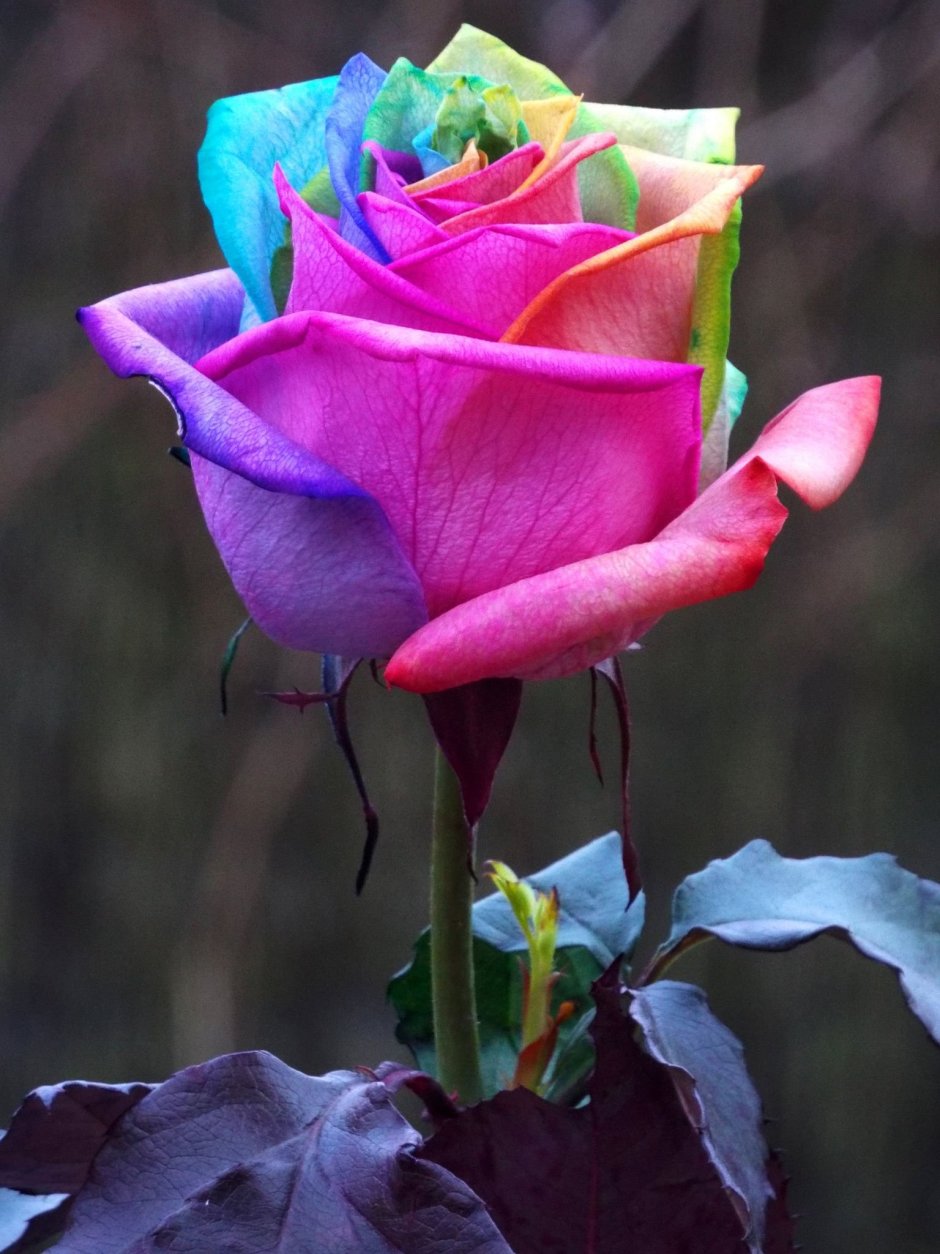 Микс роза Эквадор 50 см сорта