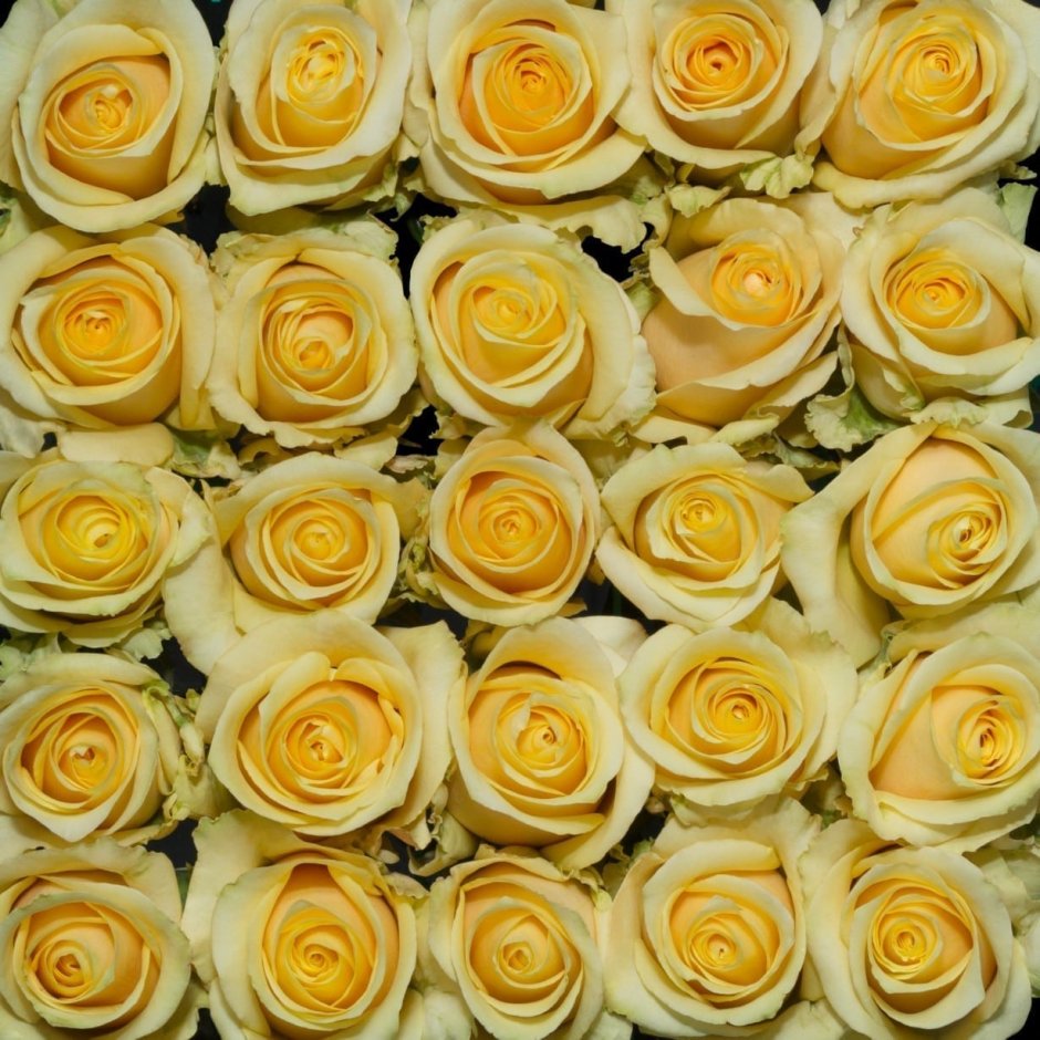Тоффи роза Эквадор