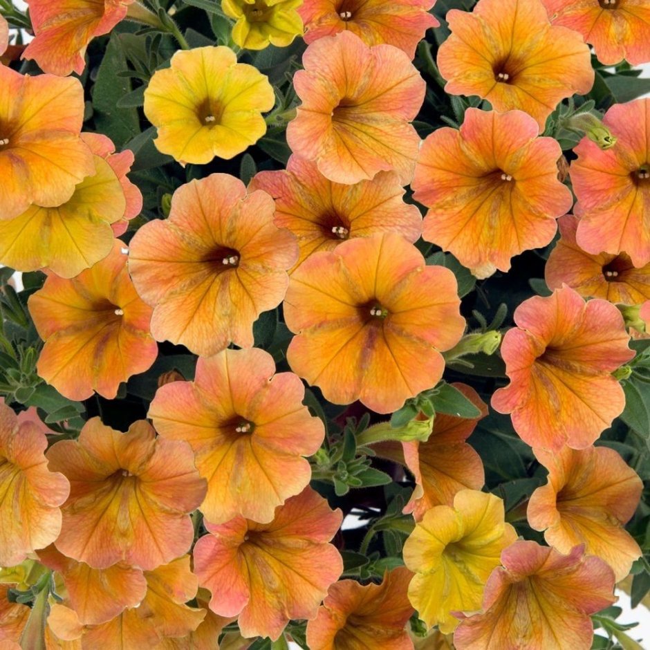 Solanaceae Petunia grandiflora