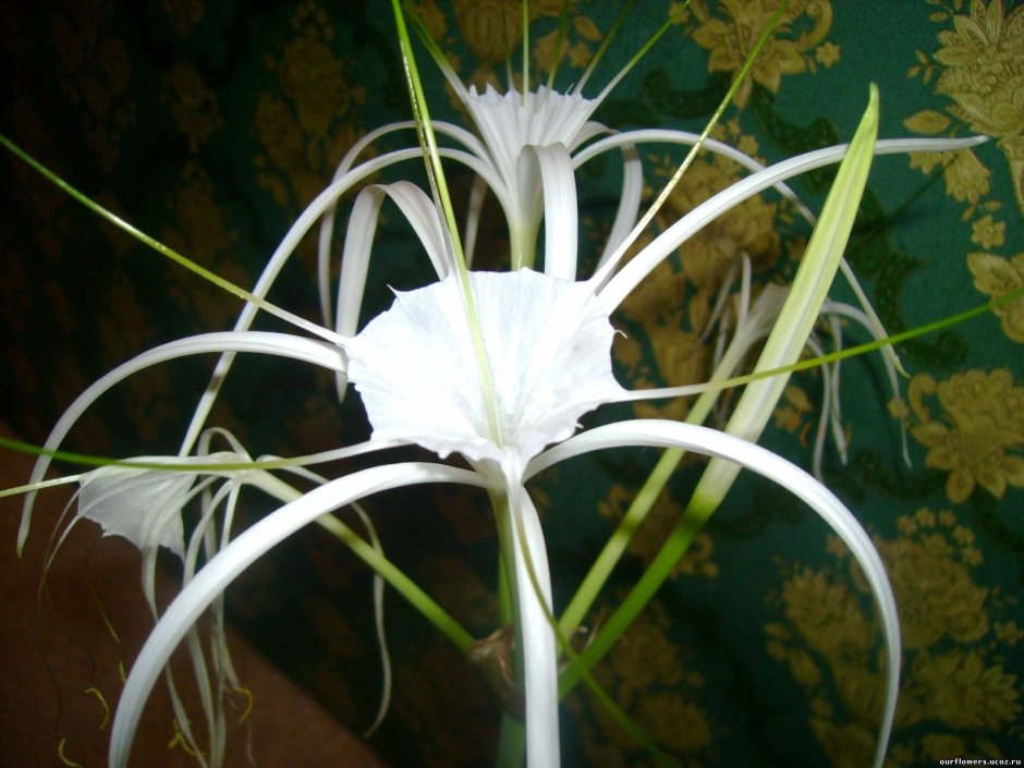 Цветок клювик белый луковичный