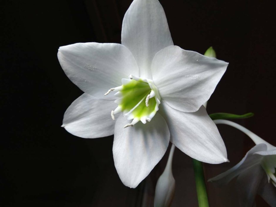 Луковичный цветок гиацинт