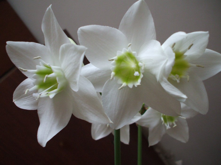 Цветок луковичный комнатный с белыми цветами
