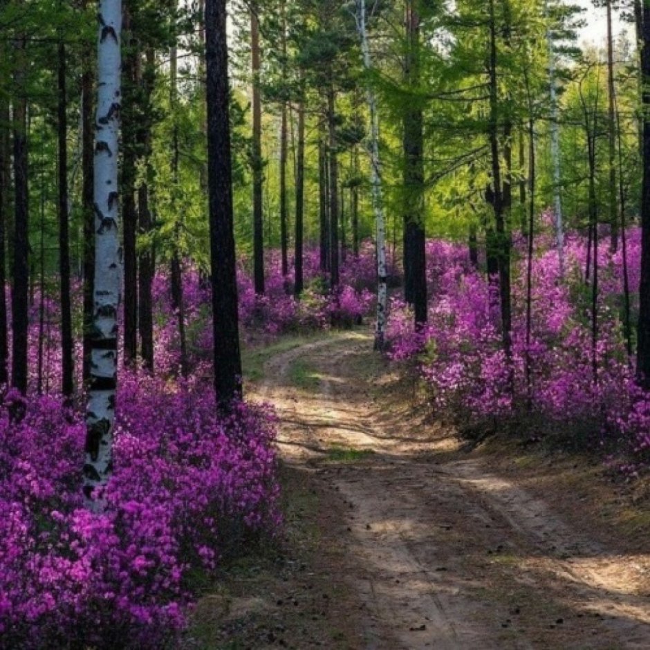 Баварский лес национальный парк полевые цветы