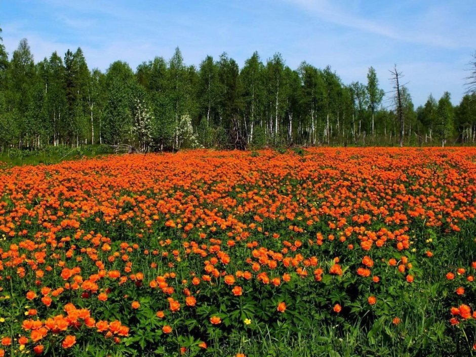 Сибирские цветы огоньки жарки