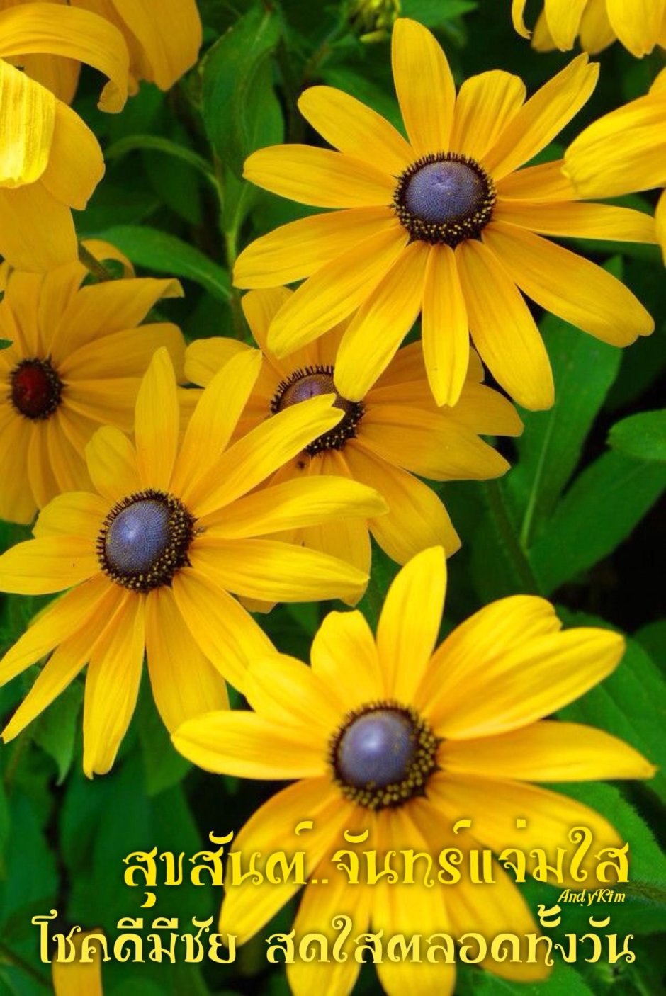 Желтые цветы с коричневой серединкой