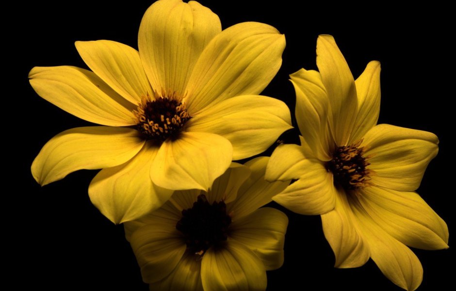 Цветы с желтой серединкой