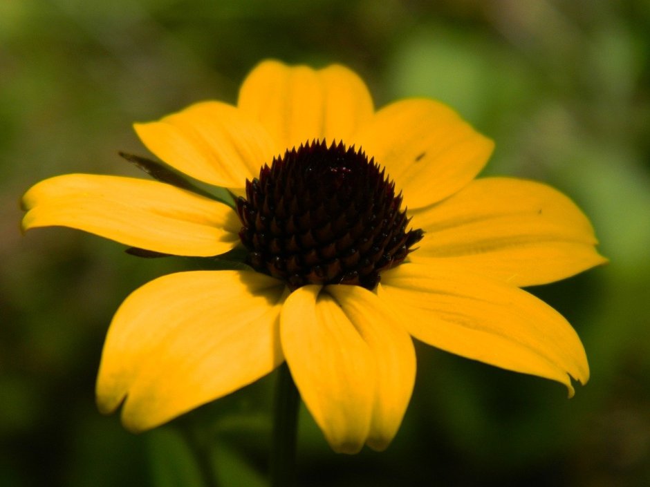 Желтый цветок с коричневыми тычинками