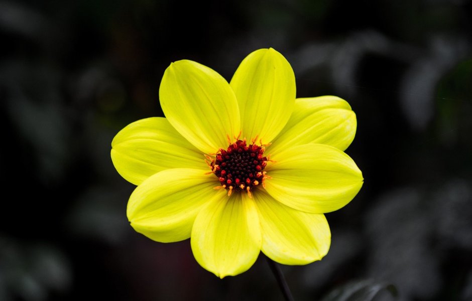 Желтые цветы с 5 лепестками