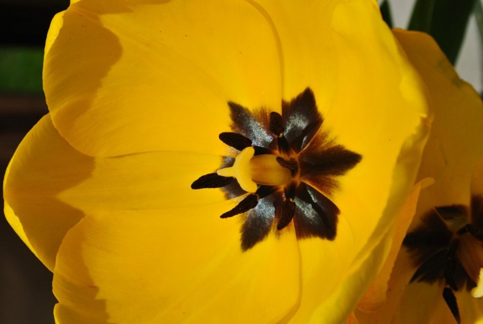 Желтые цветы с черной сердцевиной