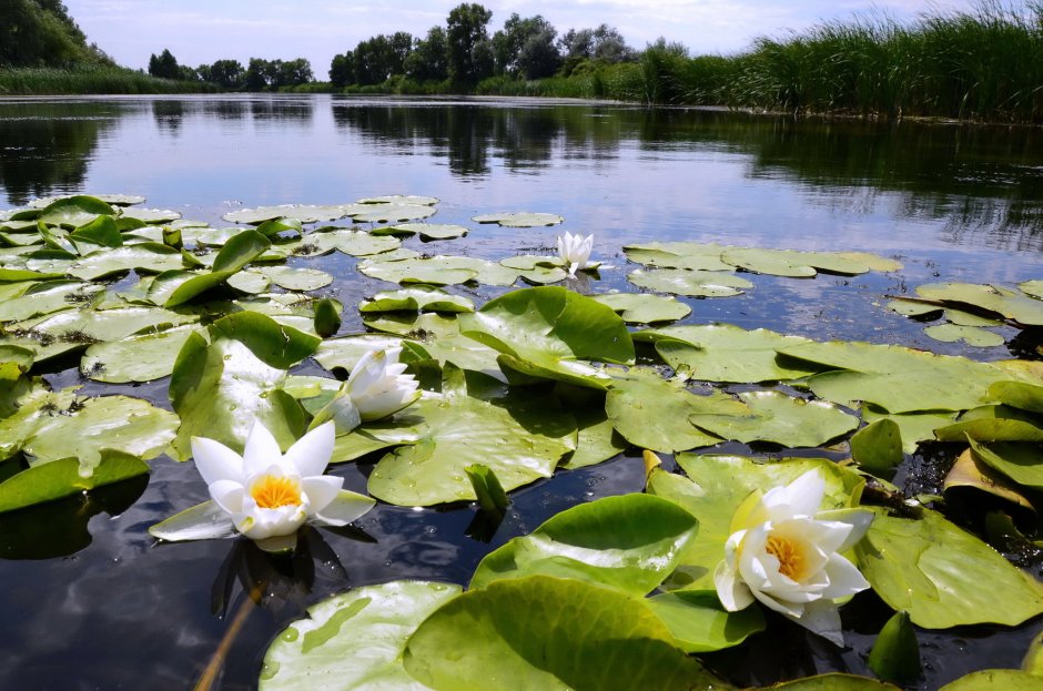 Голубой Лотос (Nymphaea caerulea)