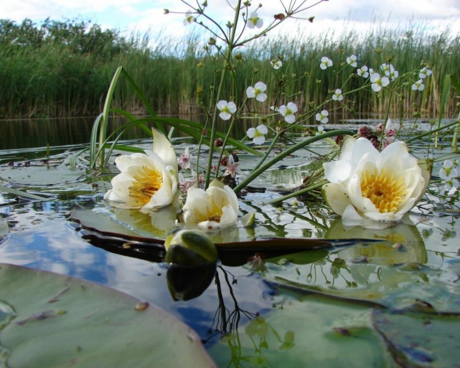 Кувшинка белоснежная (Nymphaea Candida)