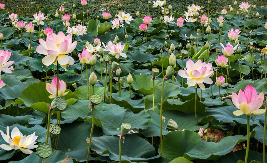 Водяная Лилия/Nymphaea