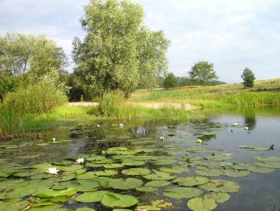 Лотос кувшинка водяная Лилия