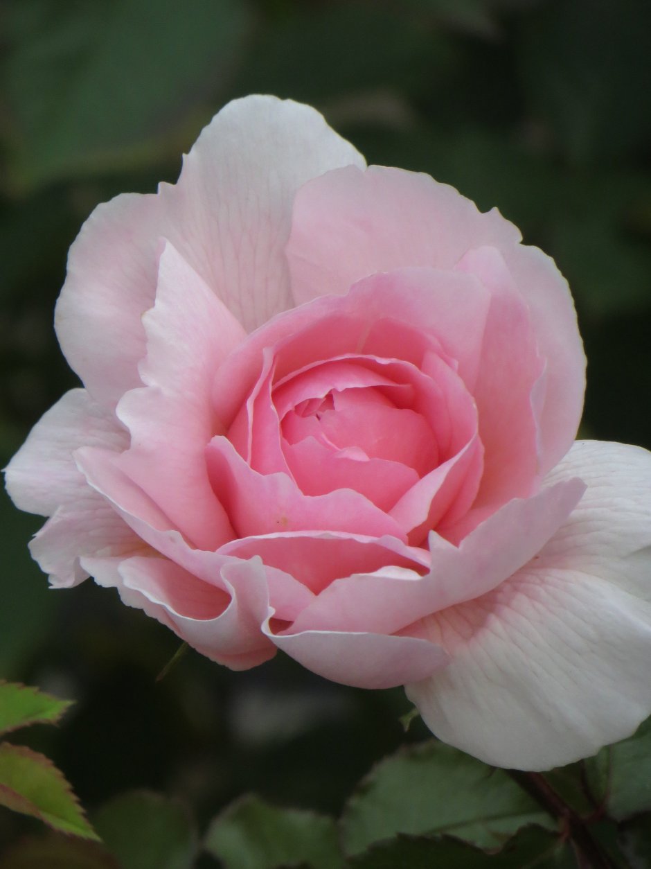 Роза английская the Wedgwood Rose