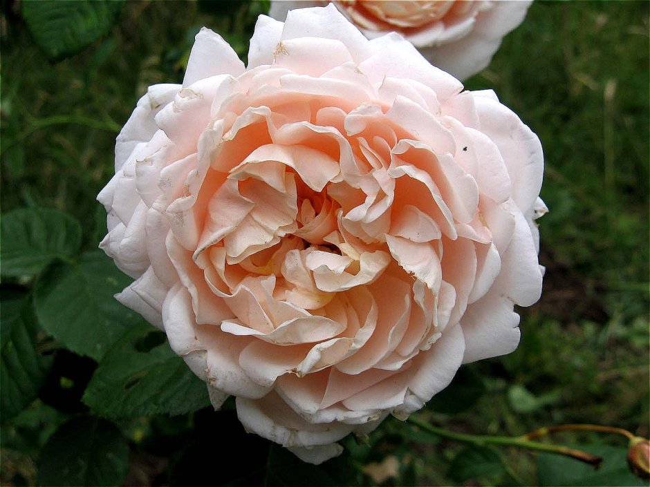 Чарминг Корнели charming Corneille роза