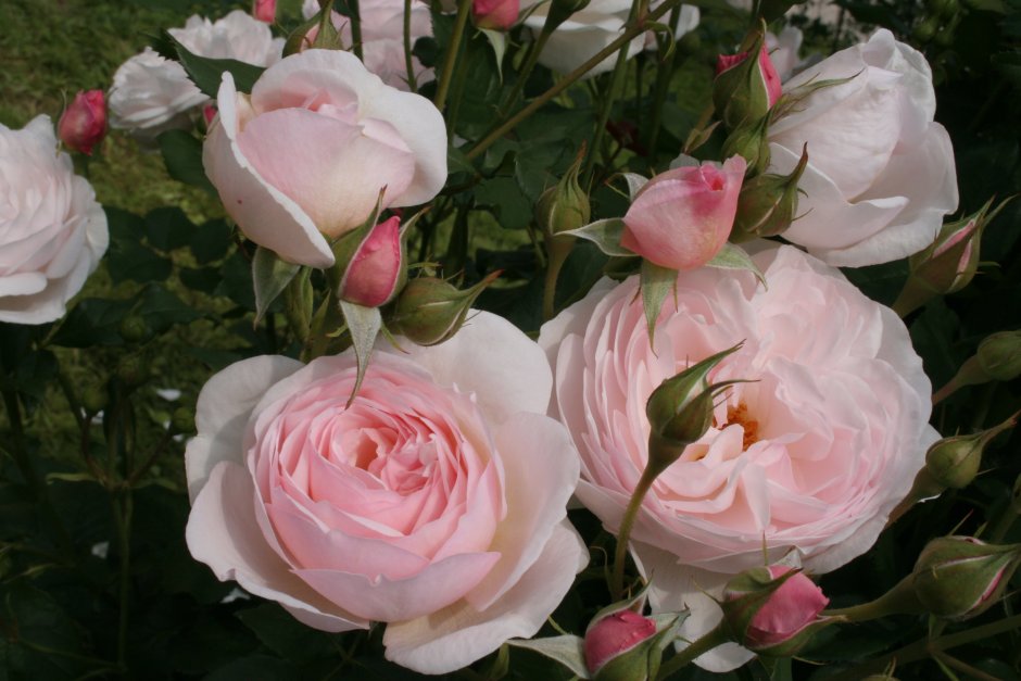 Чарминг Корнели charming Corneille роза