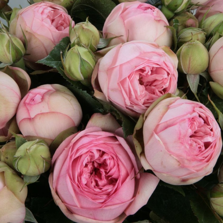 Роза шарминг флоу с эвкалиптом