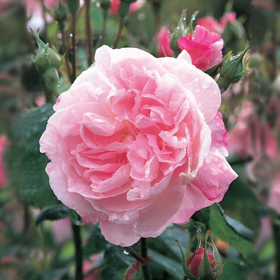 Роза Furusato