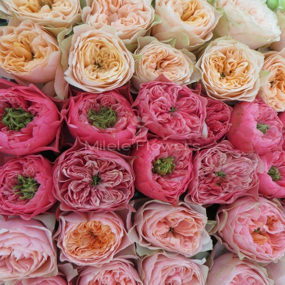 Роза fragrant Alizee