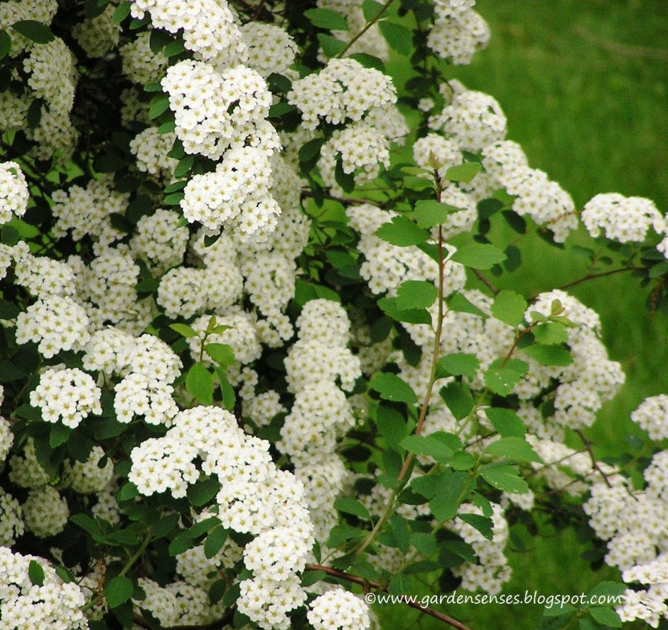 Снежноягодник Доренбоза White Hedge