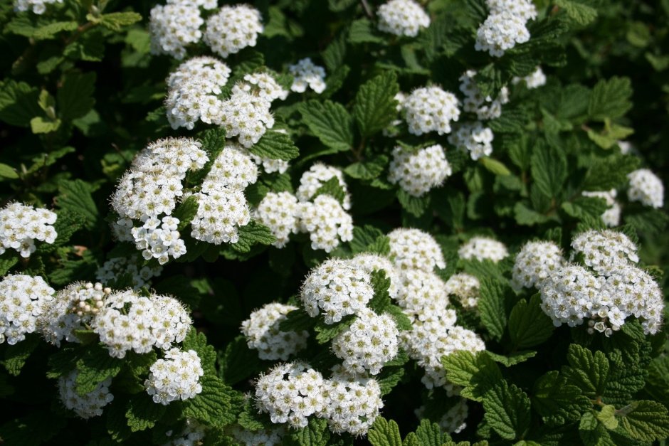 Калина бульденеж куст