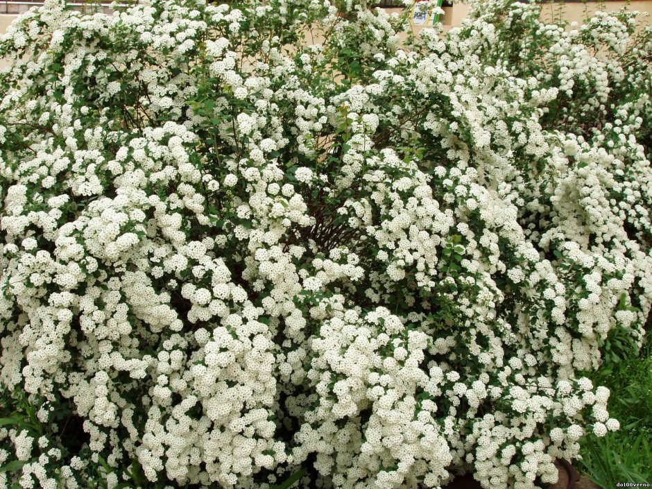 Снежноягодник белый Symphoricarpos Albus