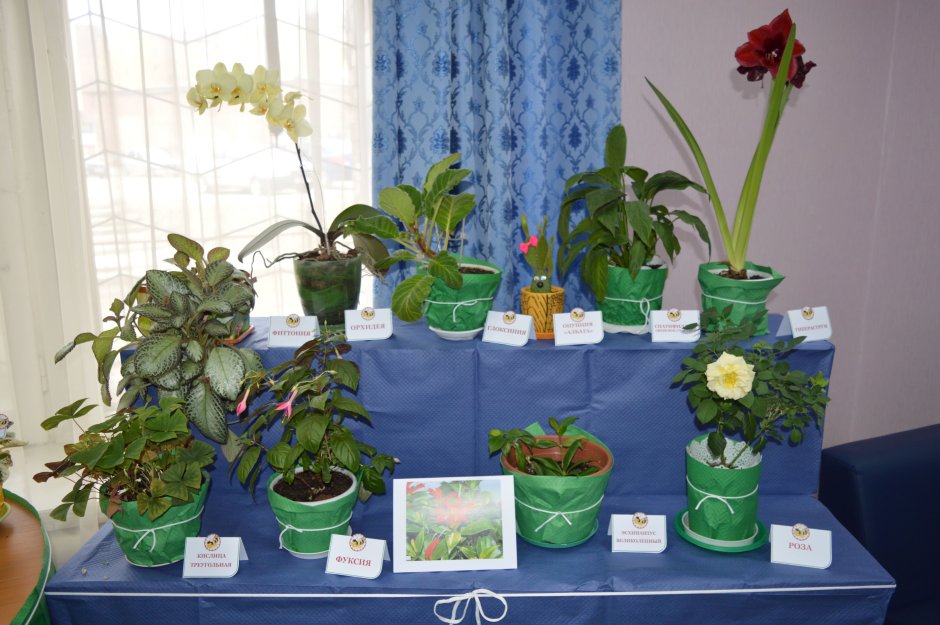 Выставка домашних растений