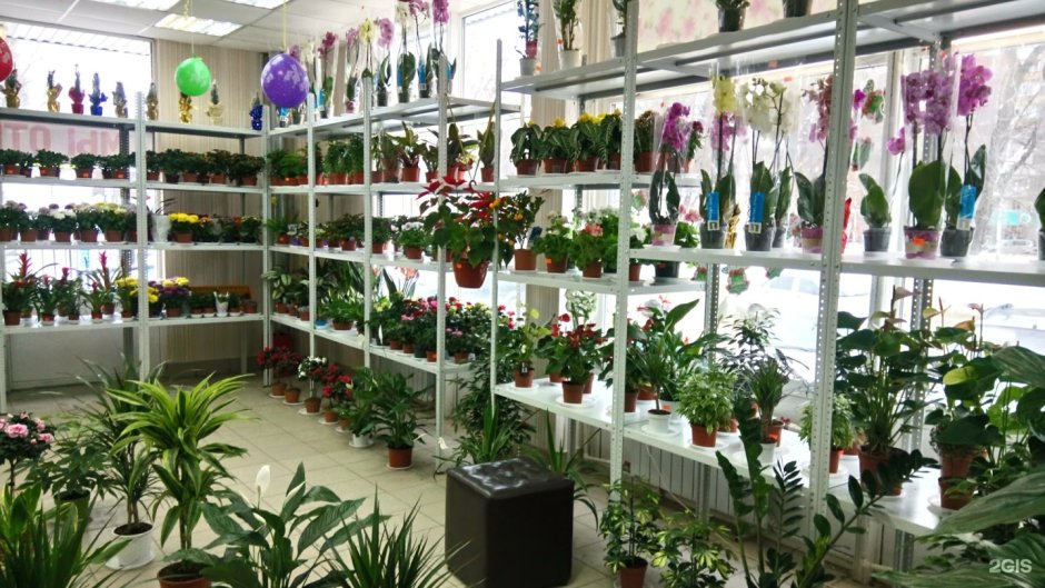 Цветочный магазин комнатных цветов