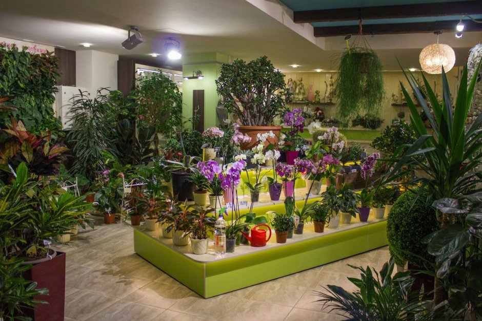 Цветочный магазин комнатных растений