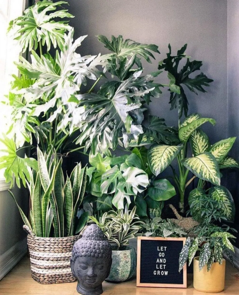 Композиции комнатных растений