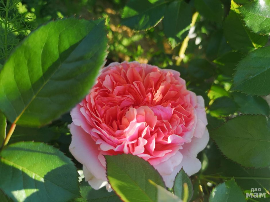 Mary Ann роза Тантау