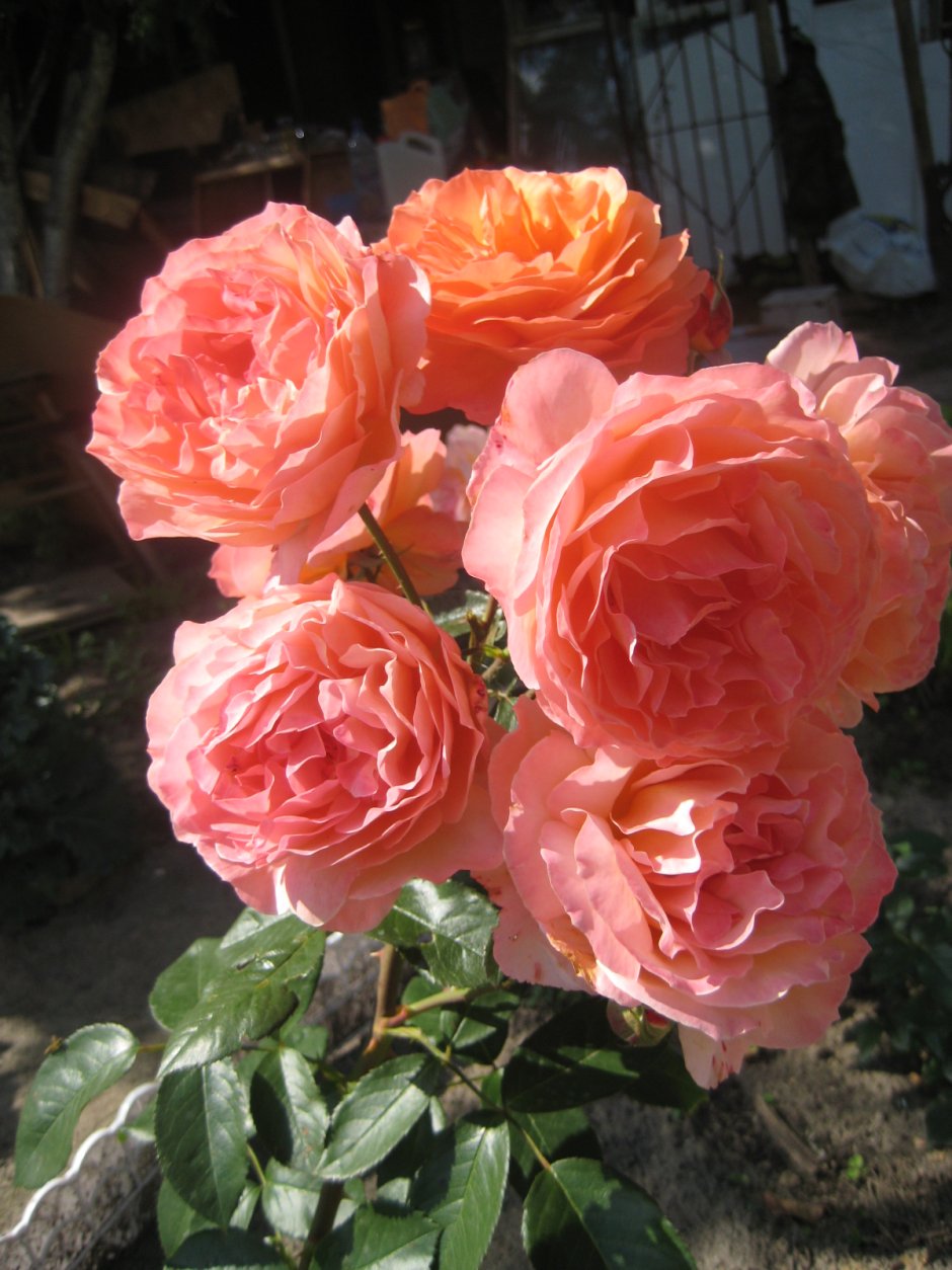 Чиппендейл, роза шраб(Парковая).