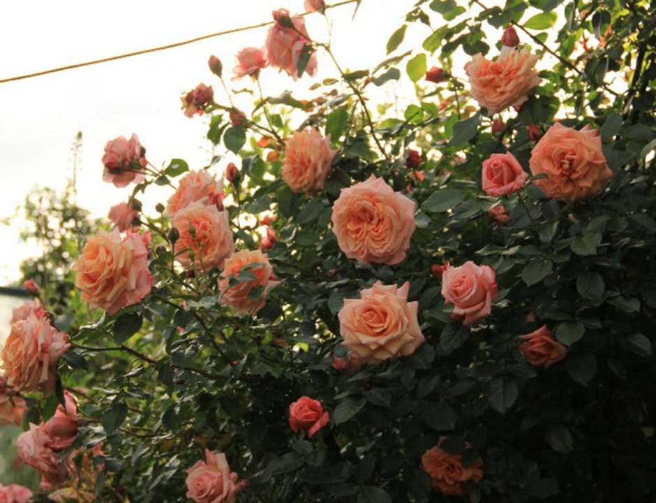 Роза Парковая Чиппендейл