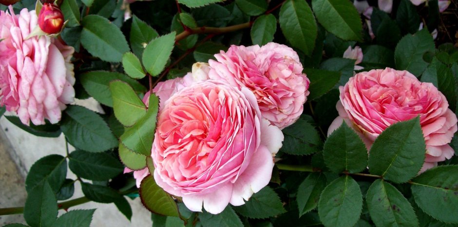 Роза кустарниковая Чиппендейл