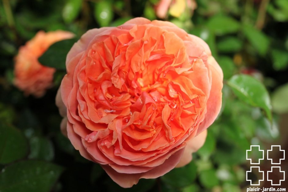 Английская роза Голден Селебрейшен