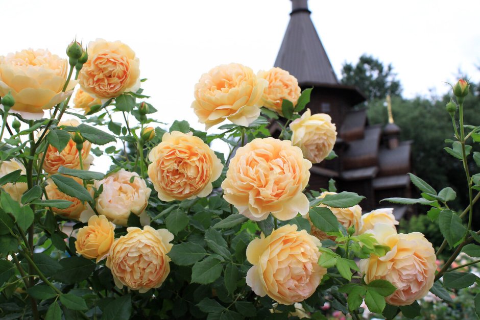 Chippendale Тамара розы