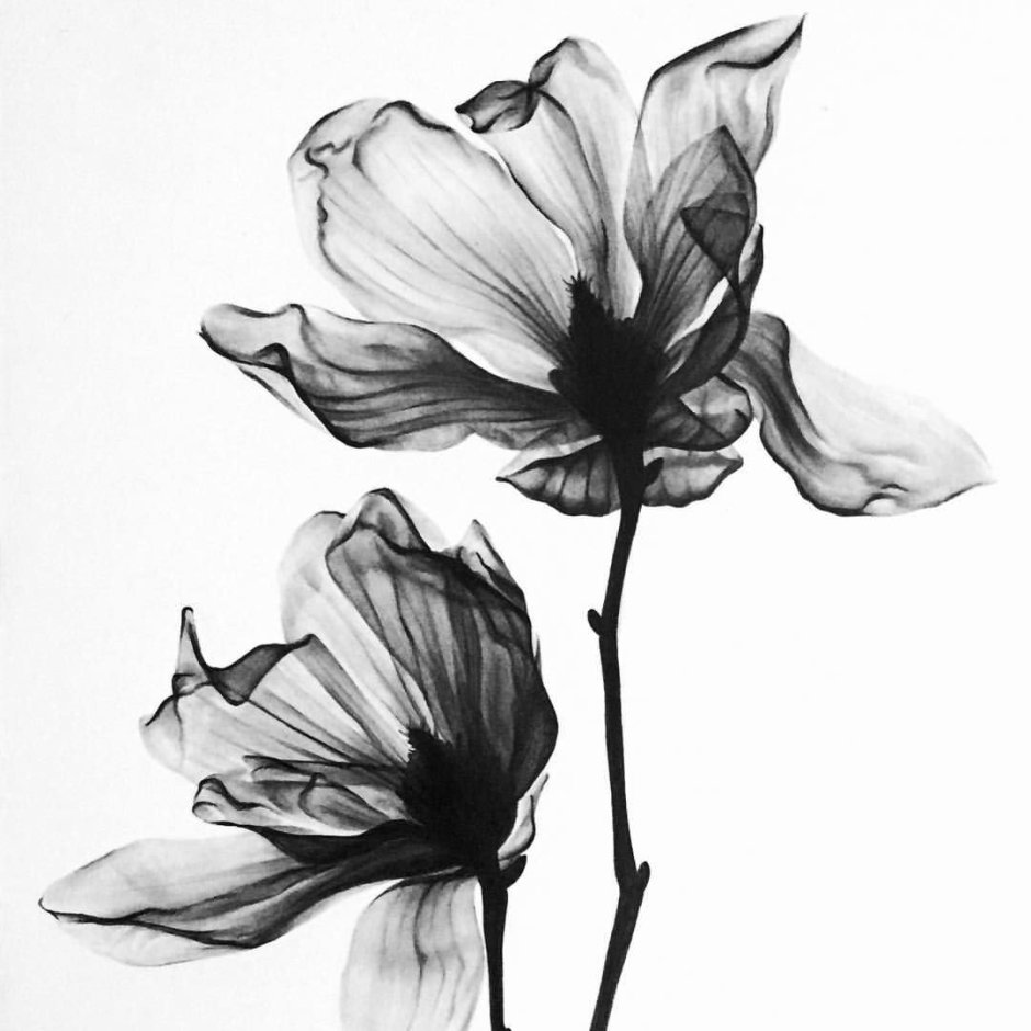 Акварельные цветы черно белые