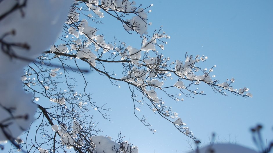 Нарцисс Frosty Snow