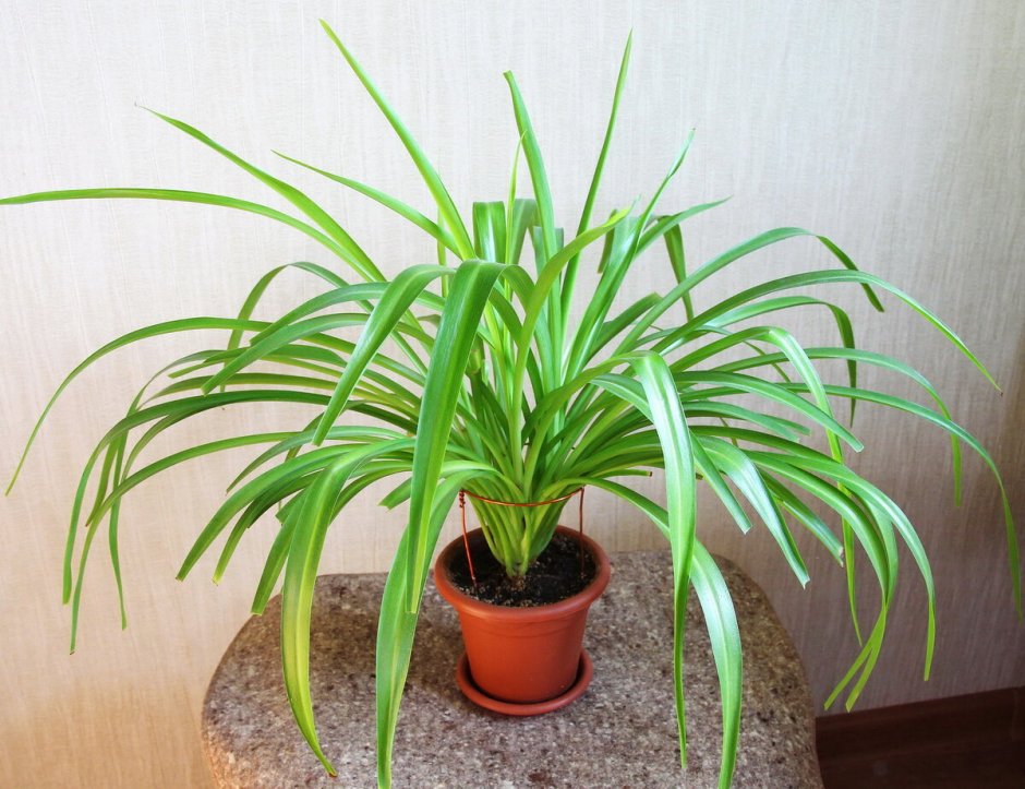 Хлорофитум Капский Chlorophytum