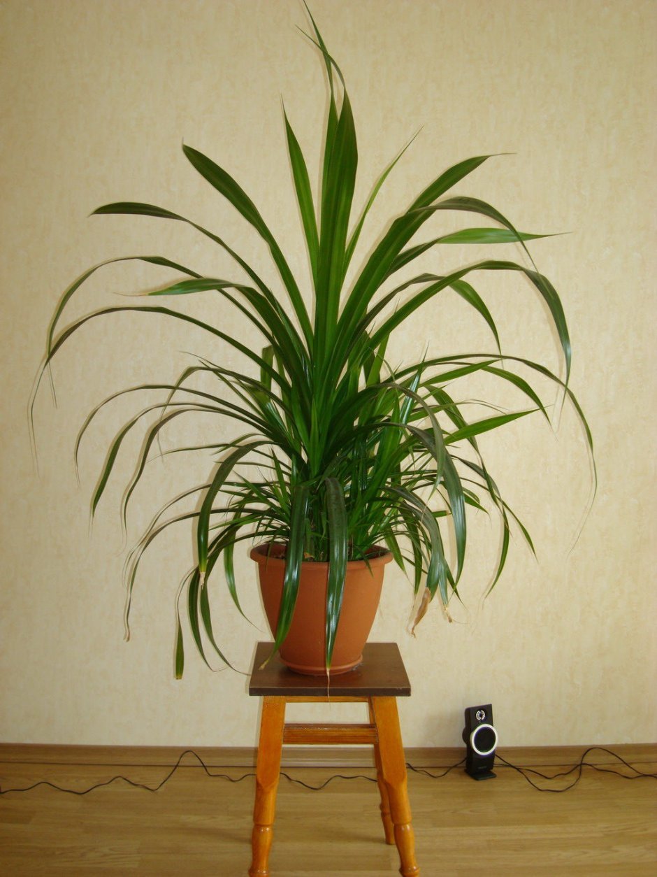 Dracaena indivisa