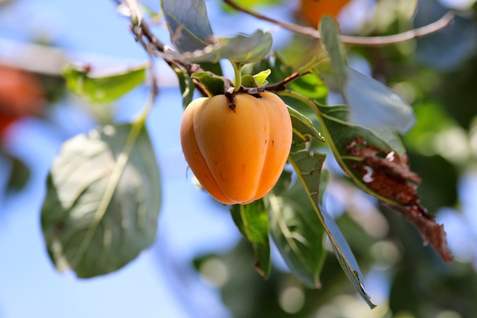 Dry Persimmon Japan