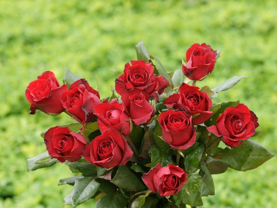 Кустовая роза Мирабель красная