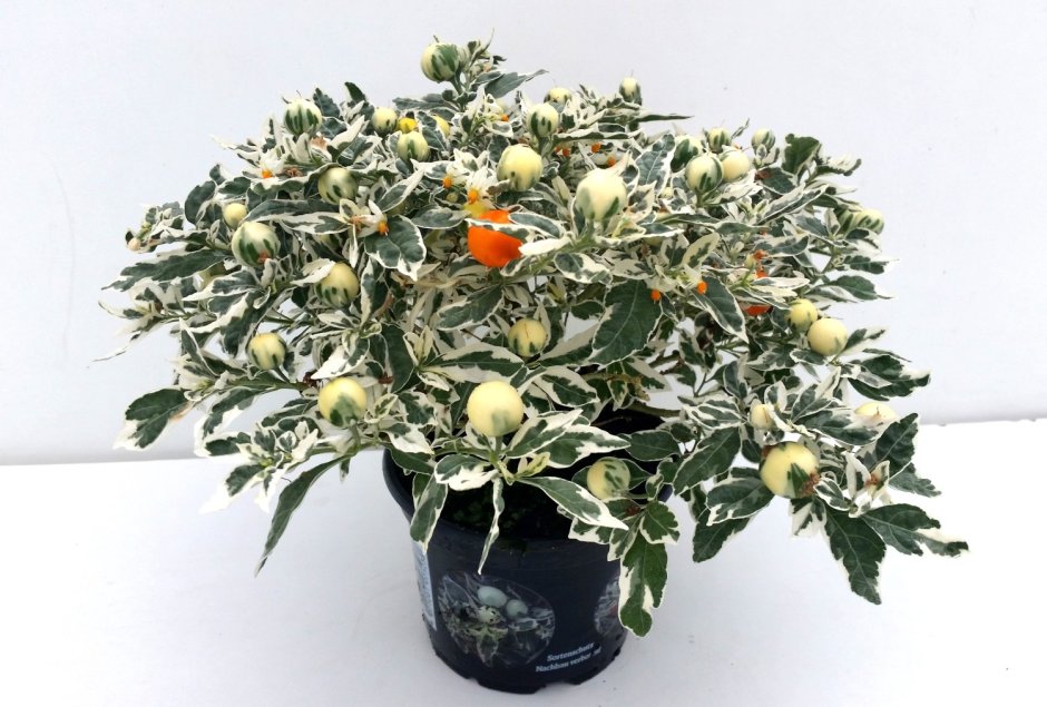 Паслён (Solanum)