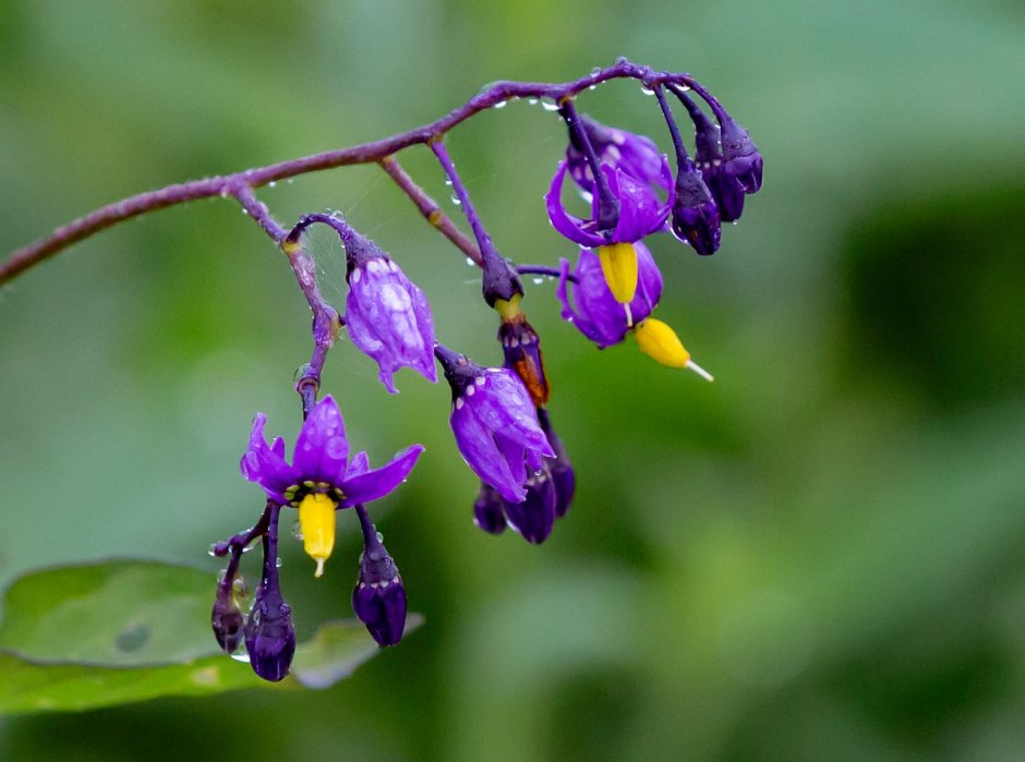 Solanum indicum