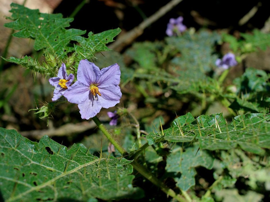 Картофель клубненосный (Solanum tuberosum)