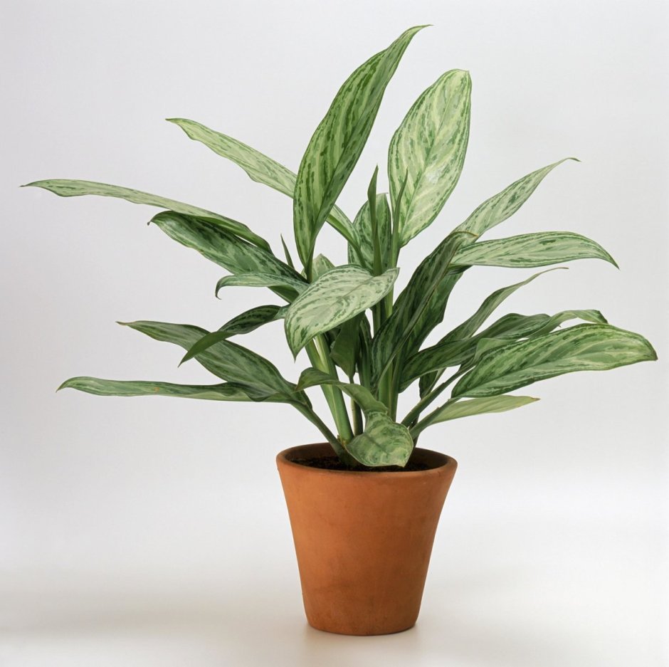 Аглаонема ребристая Aglaonema costatum