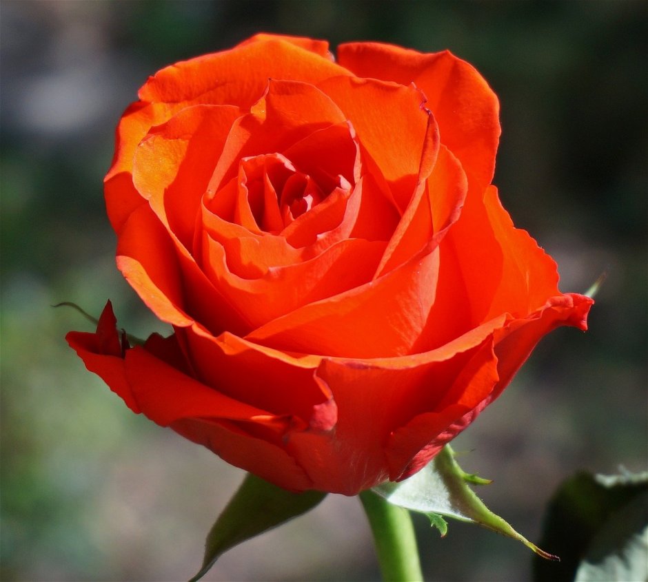Роза флорибунда оранжевая