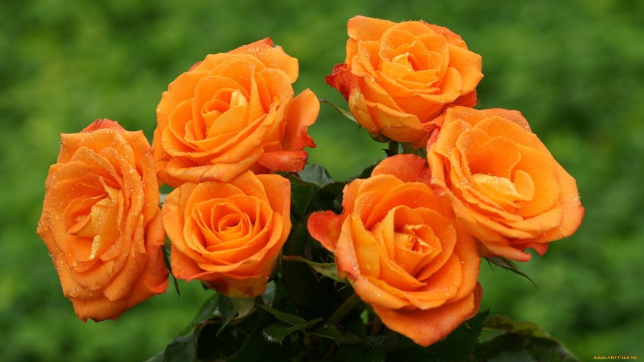 Роза малиново оранжевая