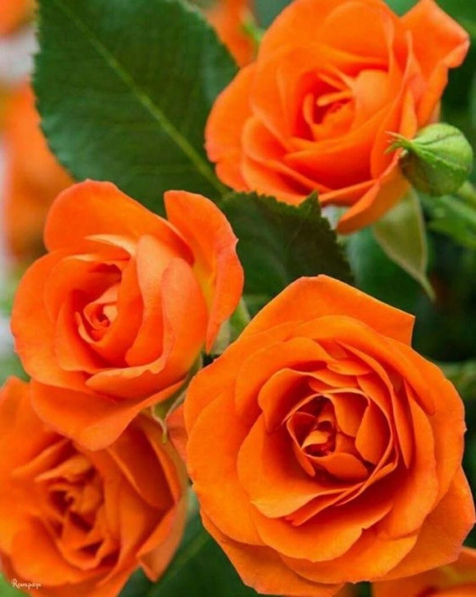 Роза чайно-гибридная Апельсинка