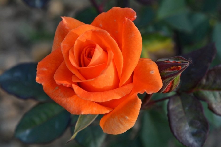 Оранжевые чайно гибридные розы сорта